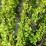 Berberis thunbergii 'Powwow'