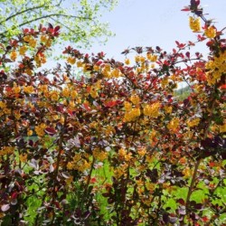 Berberis ×ottawensis 'Superba'