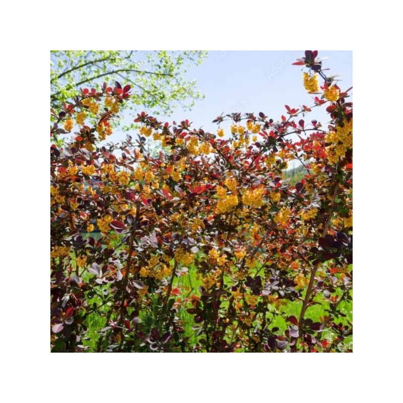 Berberis ×ottawensis 'Superba'