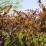 Berberis ×ottawensis 'Superba'