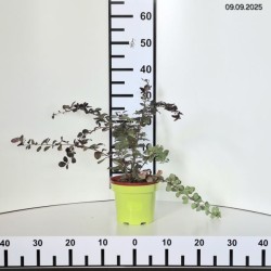 Berberis ×ottawensis 'Superba'