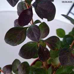 Berberis ×ottawensis 'Superba'