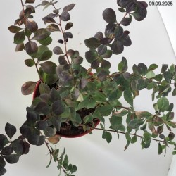 Berberis ×ottawensis 'Superba'