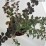 Berberis ×ottawensis 'Superba'