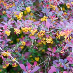 Berberis ×ottawensis 'Superba'