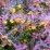 Berberis ×ottawensis 'Superba'