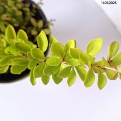 Berberis thunbergii 'Diabolicum'