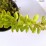 Berberis thunbergii 'Diabolicum'