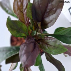 Penstemon 'Dark Towers' PBR