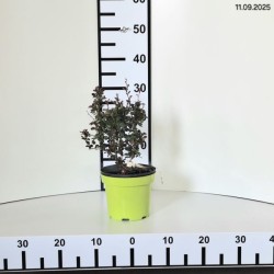 Berberis thunbergii 'Red...