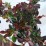 Berberis thunbergii 'Red Pillar'