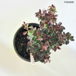 Berberis thunbergii 'Red Pillar'