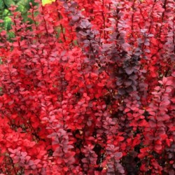 Berberis thunbergii 'Red Pillar'