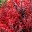 Berberis thunbergii 'Red Pillar'