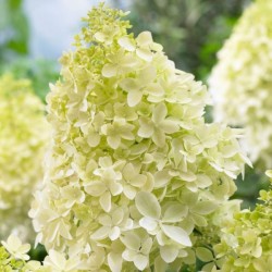 Hydrangea p. 'Phantom'