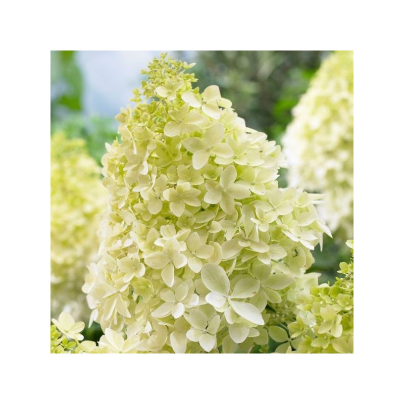 Hydrangea p. 'Phantom'