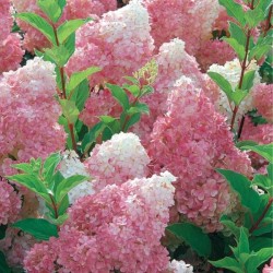Hydrangea p. VANILLE-FRAISE...