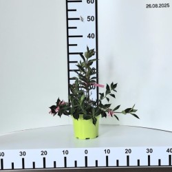 Weigela florida PINK POPPET 'Plangen' PBR