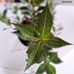 Weigela florida PINK POPPET 'Plangen' PBR