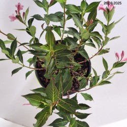 Weigela florida PINK POPPET 'Plangen' PBR