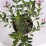 Weigela florida PINK POPPET 'Plangen' PBR
