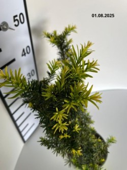 Taxus ×media 'Farmen'
