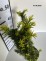 Taxus ×media 'Farmen'