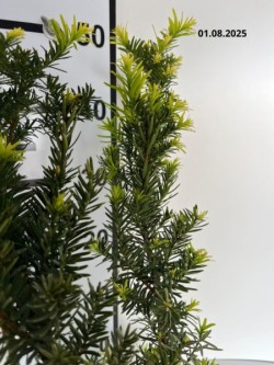 Taxus ×media 'Farmen'