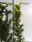 Taxus ×media 'Farmen'