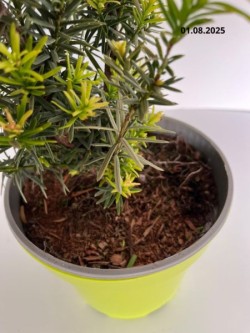 Taxus ×media 'Farmen'