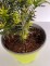 Taxus ×media 'Farmen'