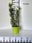 Taxus ×media 'Farmen'