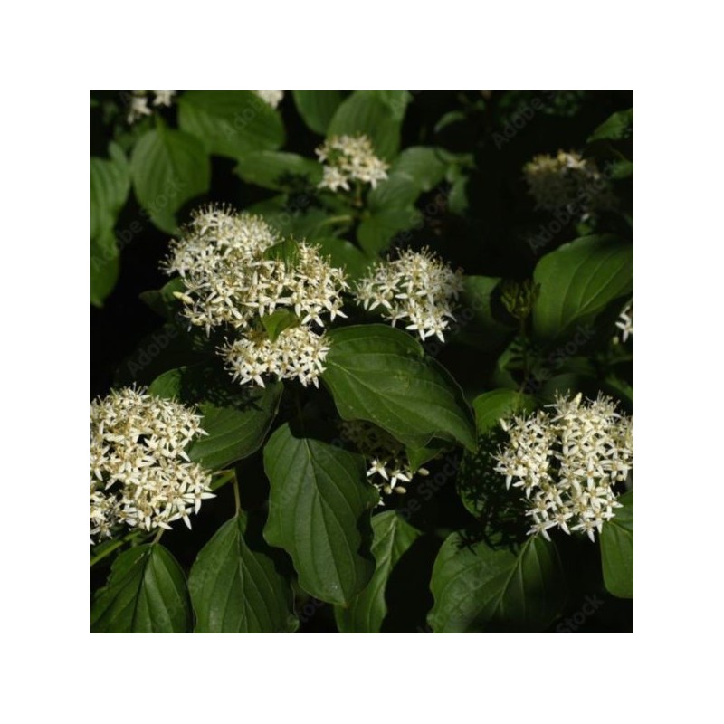 Cornus sanguinea