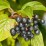 Cornus sanguinea
