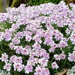 Iberis sempervirens 'Pink Ice'