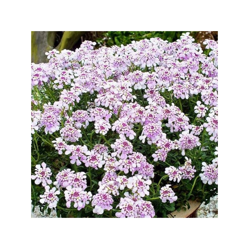 Iberis sempervirens 'Pink Ice'