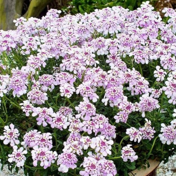Iberis sempervirens 'Pink Ice'