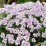 Iberis sempervirens 'Pink Ice'