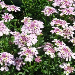 Iberis sempervirens 'Pink Ice'