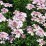 Iberis sempervirens 'Pink Ice'