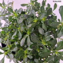 Iberis sempervirens 'Pink Ice'