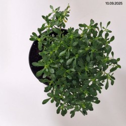 Iberis sempervirens 'Pink Ice'