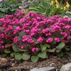 Bergenia 'Rotblum'