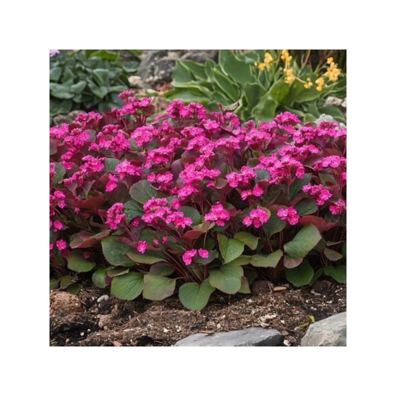 Bergenia 'Rotblum'