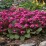 Bergenia 'Rotblum'