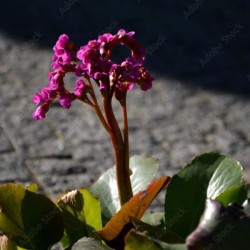 Bergenia 'Rotblum'
