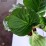 Bergenia 'Rotblum'