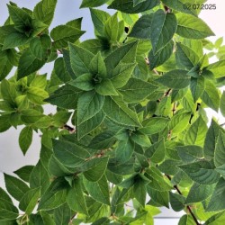 Hydrangea p. SUNDAE FRAISE 'Rensun' PBR