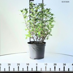 Hydrangea p. SUNDAE FRAISE 'Rensun' PBR