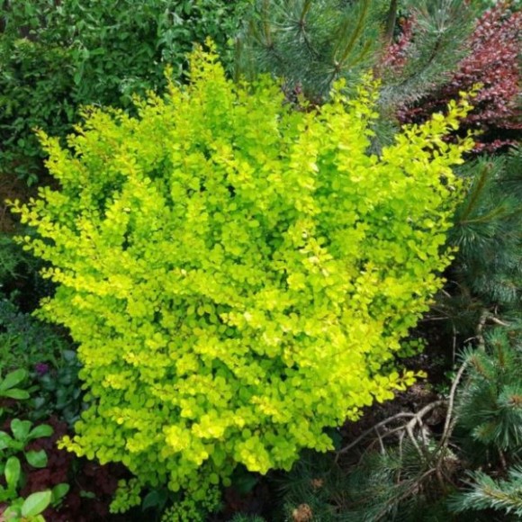 Berberis thunbergii 'Golden Tower'
